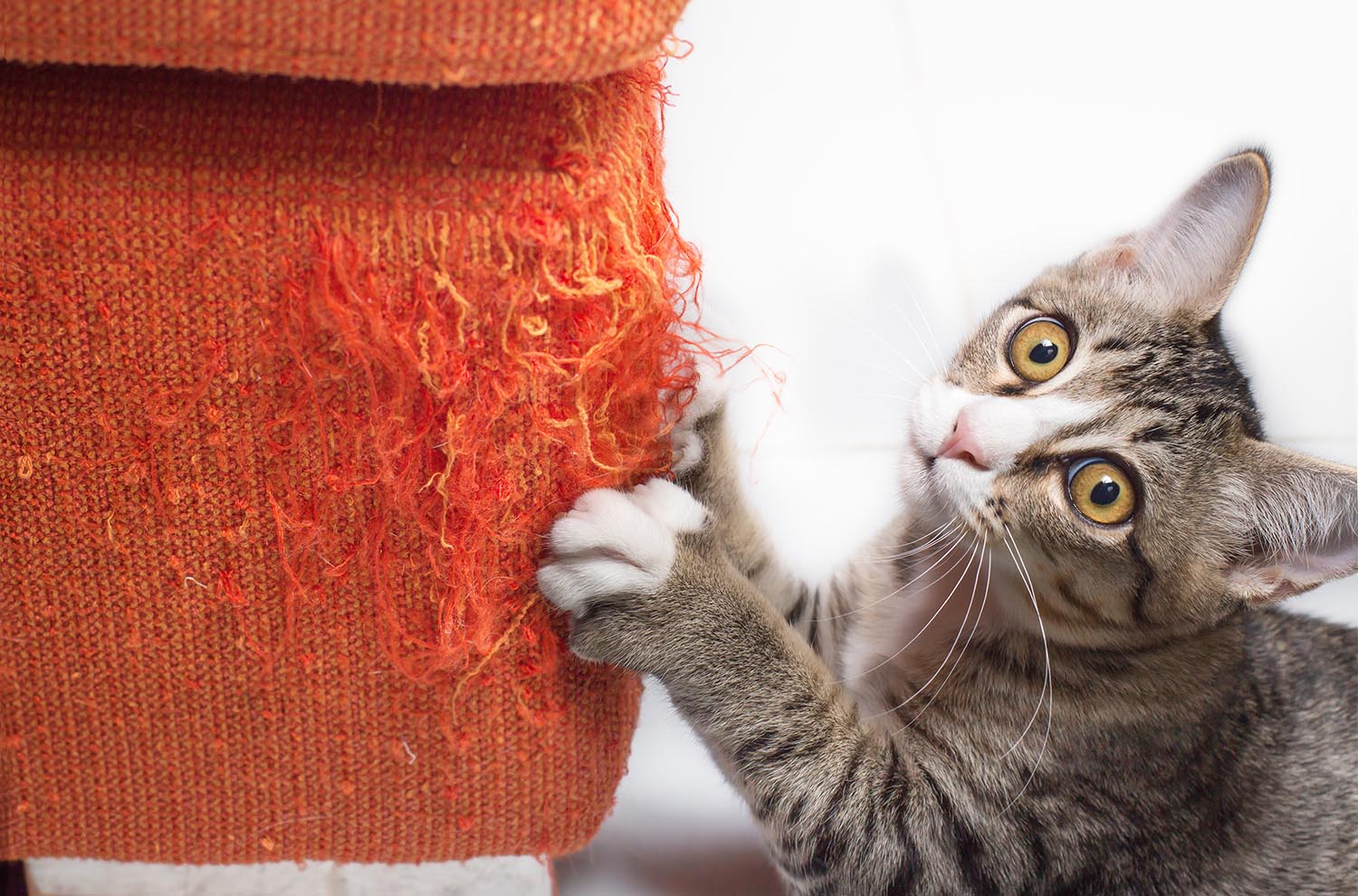 Jabón Docenas material Cómo evitar el rascado inapropiado en gatos – Clínica Osca